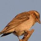 Moineau bridé