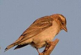 Yellow-throated Bush Sparrow