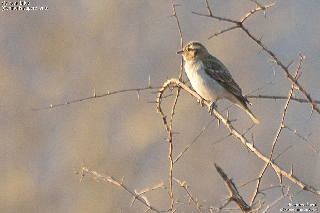 Moineau bridéadulte
