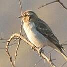 Moineau bridé
