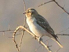 Yellow-throated Bush Sparrow