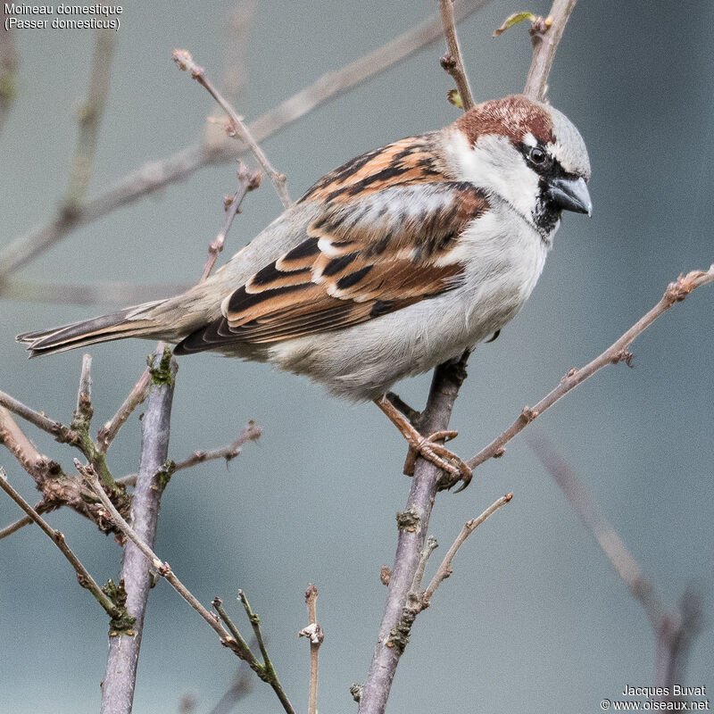 House Sparrow male adult post breeding, close-up portrait, aspect, pigmentation