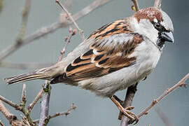 House Sparrow