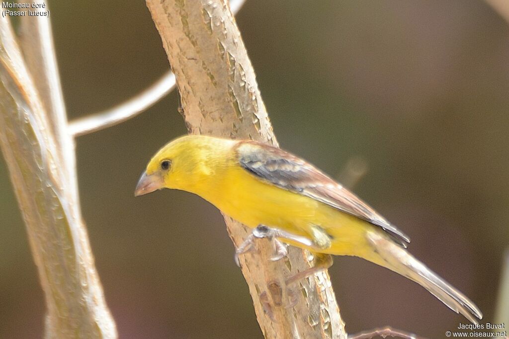 Moineau doré mâle adulte