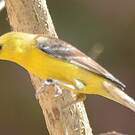 Moineau doré