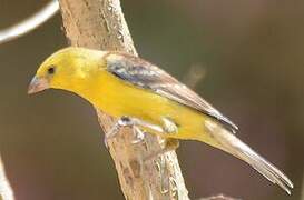 Sudan Golden Sparrow