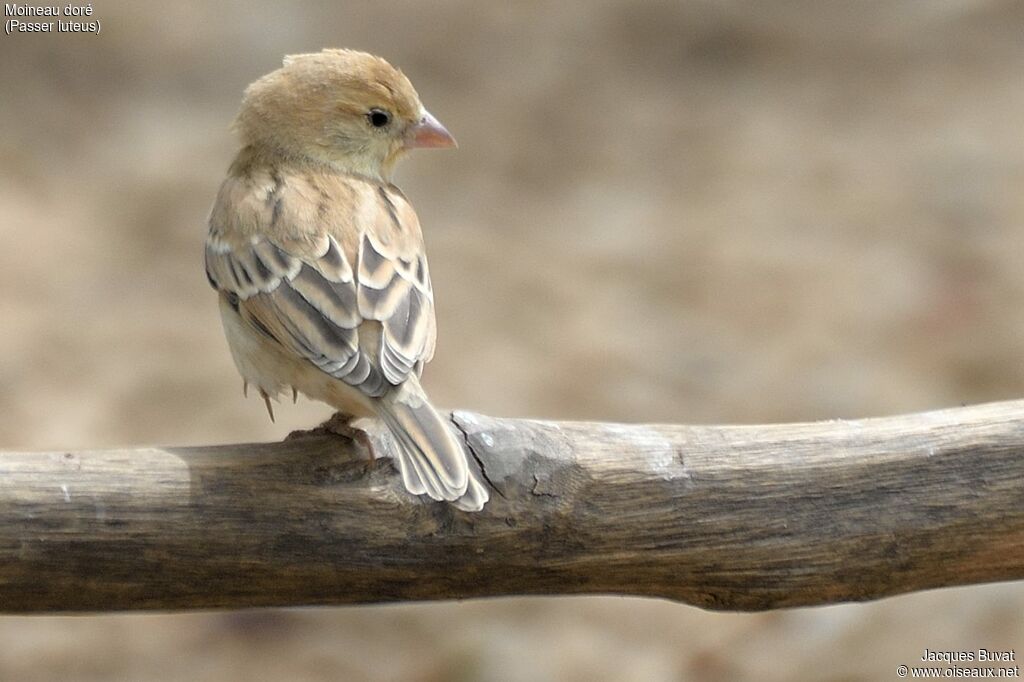 Moineau doré femelle adulte