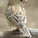 Moineau doré