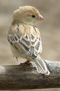 Sudan Golden Sparrow