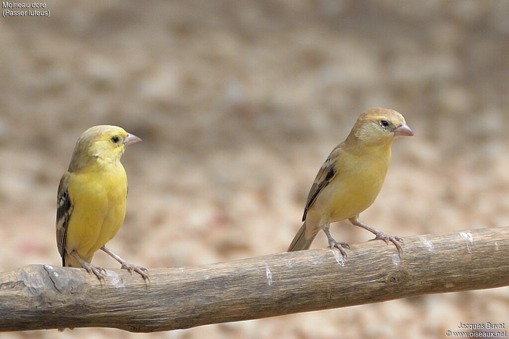 Moineau doréadulte