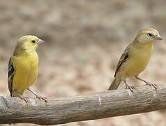 Sudan Golden Sparrow