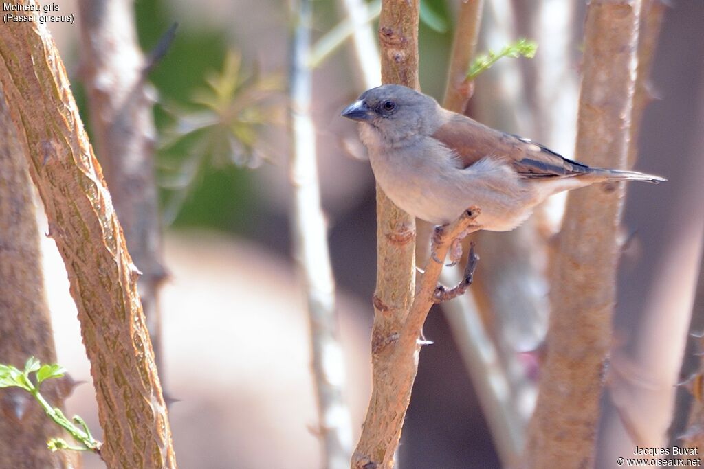 Moineau grisadulte