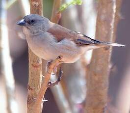 Moineau gris