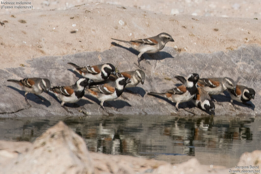 Cape Sparrowadult