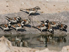 Cape Sparrow