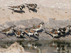 Cape Sparrow