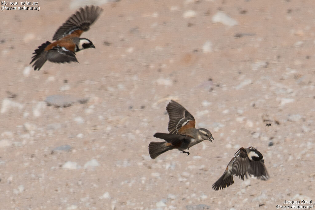 Cape Sparrowadult