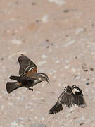 Cape Sparrow