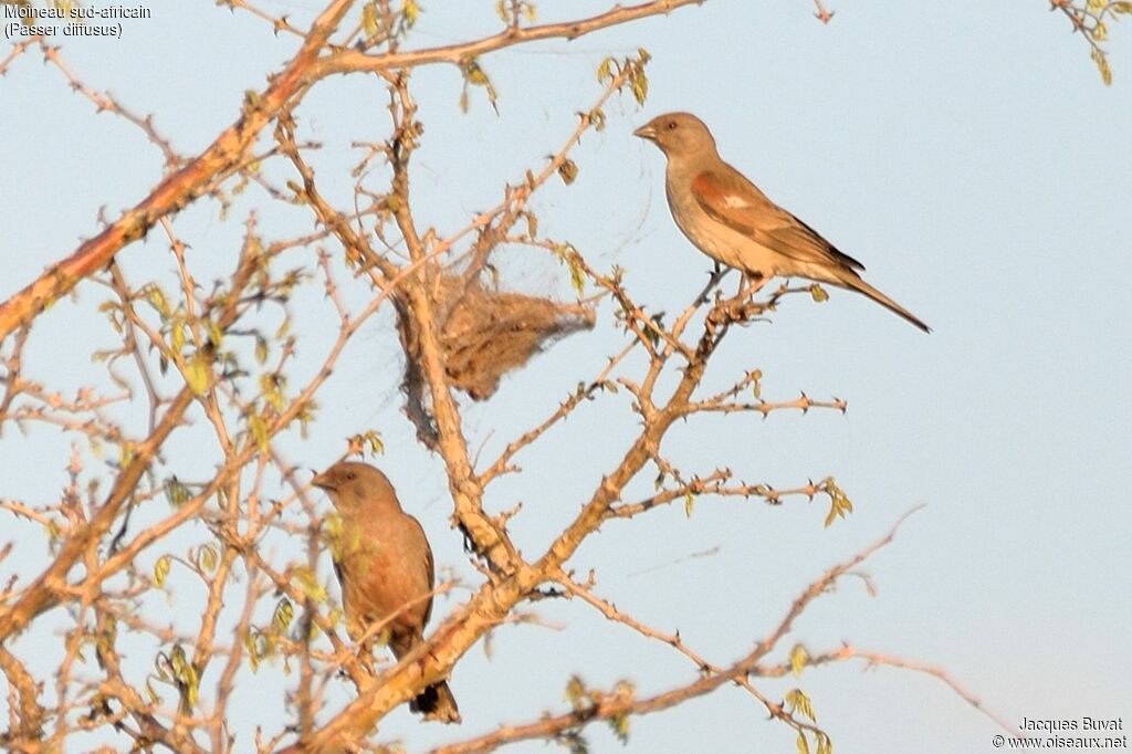 Moineau sud-africainadulte