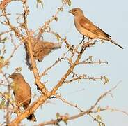 Southern Grey-headed Sparrow