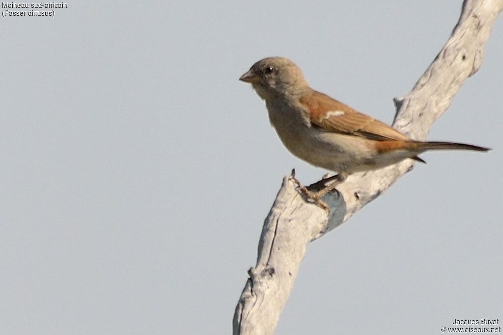 Moineau sud-africainadulte