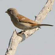 Southern Grey-headed Sparrow