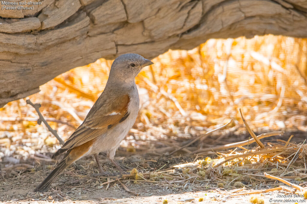 Southern Grey-headed Sparrowadult