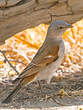 Moineau sud-africain