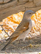 Southern Grey-headed Sparrow