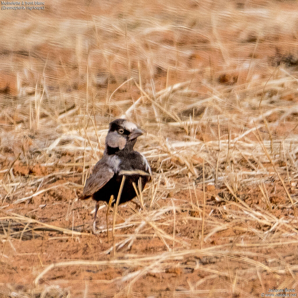 Black-crowned Sparrow-Lark male adult breeding, identification, aspect, pigmentation, walking