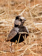 Black-crowned Sparrow-Lark