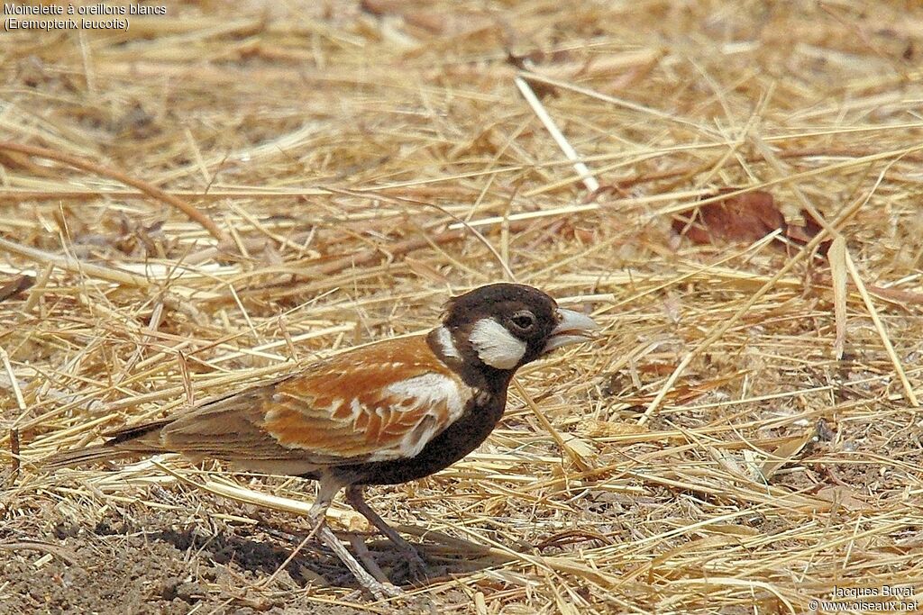 Chestnut-backed Sparrow-Lark male adult breeding