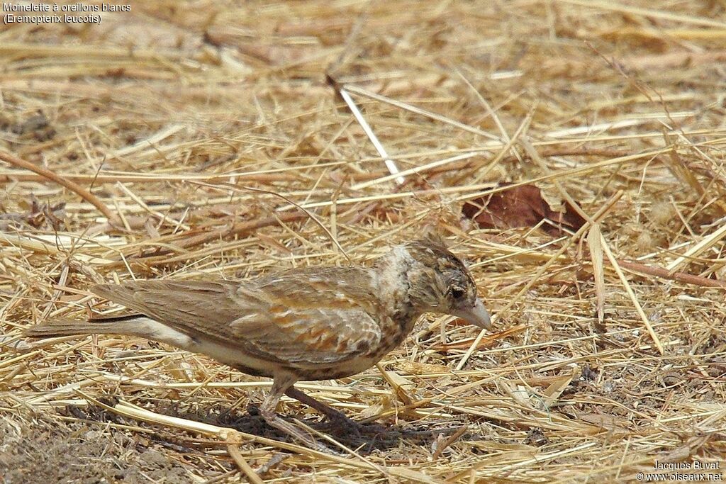 Chestnut-backed Sparrow-Lark female adult