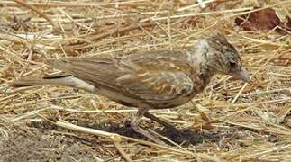 Chestnut-backed Sparrow-Lark