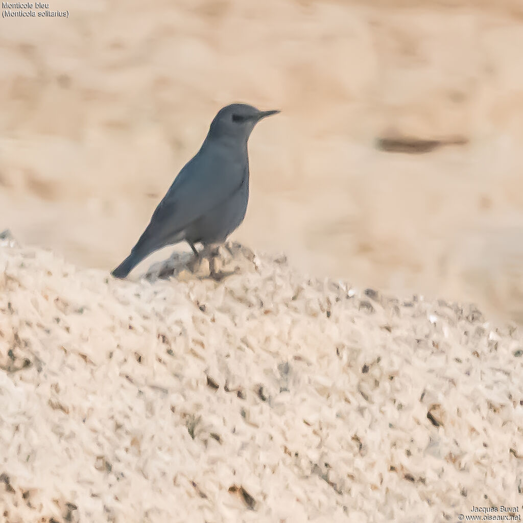 Blue Rock Thrush