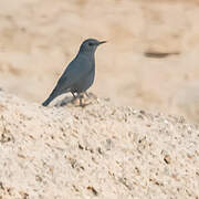 Blue Rock Thrush