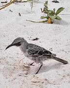 Espanola Mockingbird