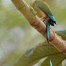 Motmot à sourcils bleus