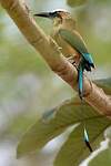 Motmot à sourcils bleus