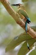 Turquoise-browed Motmot