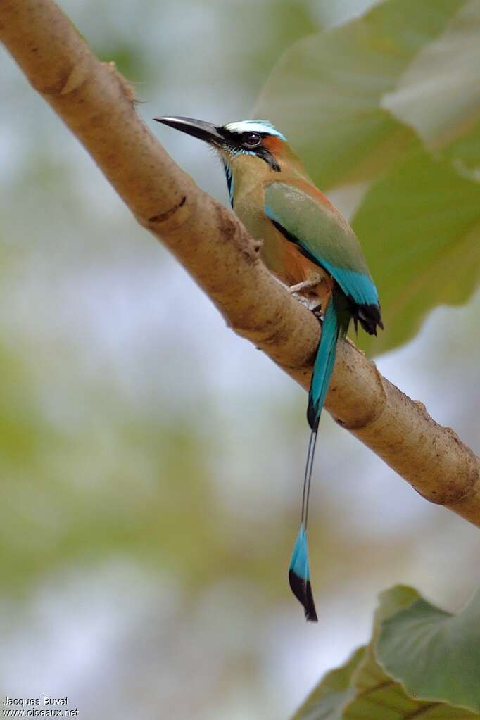 Turquoise-browed Motmotadult, identification