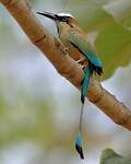 Motmot à sourcils bleus