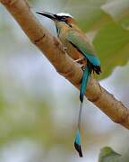 Motmot à sourcils bleus