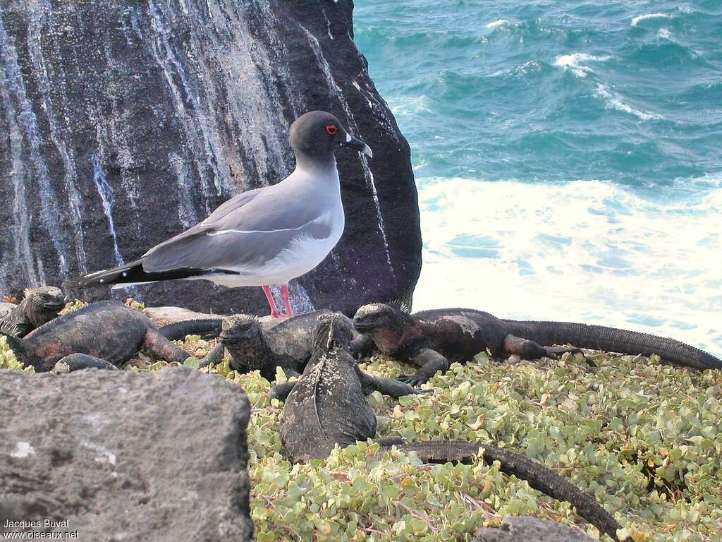 Mouette à queue fourchueadulte, habitat, pigmentation, Comportement