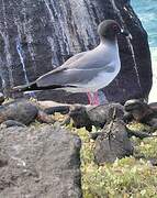 Swallow-tailed Gull