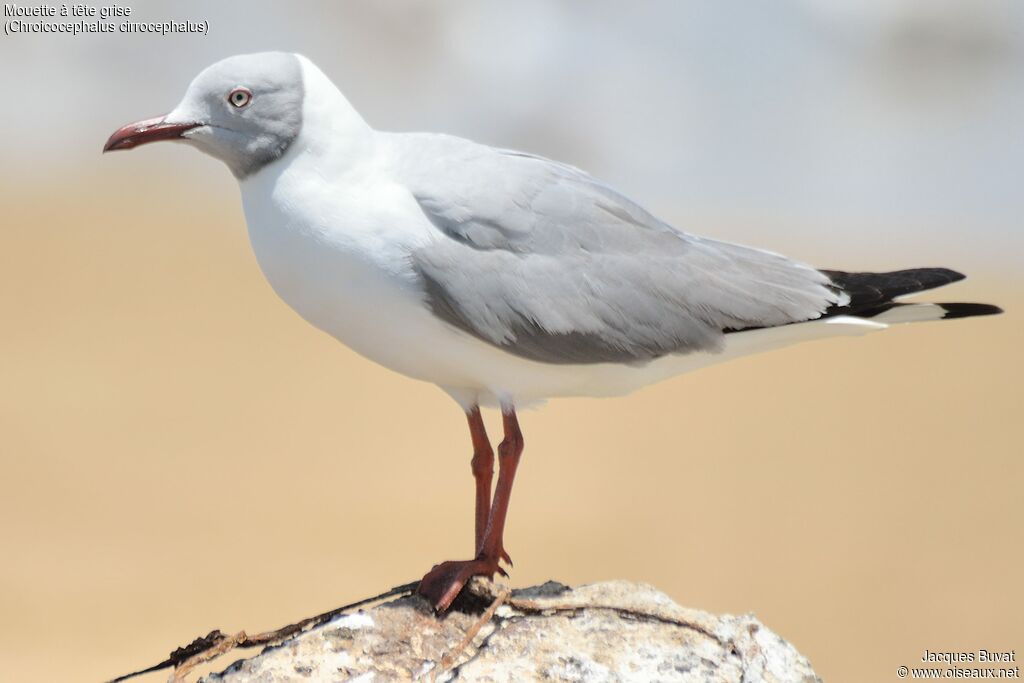 Grey-headed Gulladult breeding