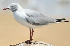 Mouette à tête grise