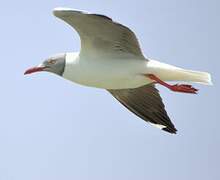 Mouette à tête grise