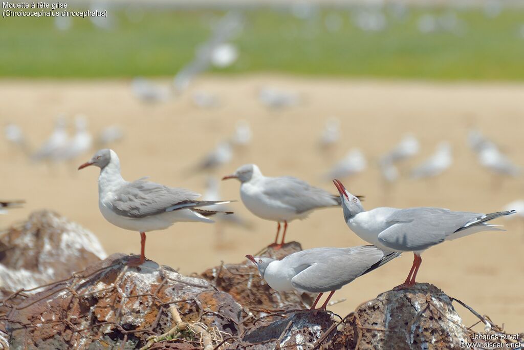 Mouette à tête griseadulte nuptial