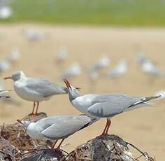 Mouette à tête grise